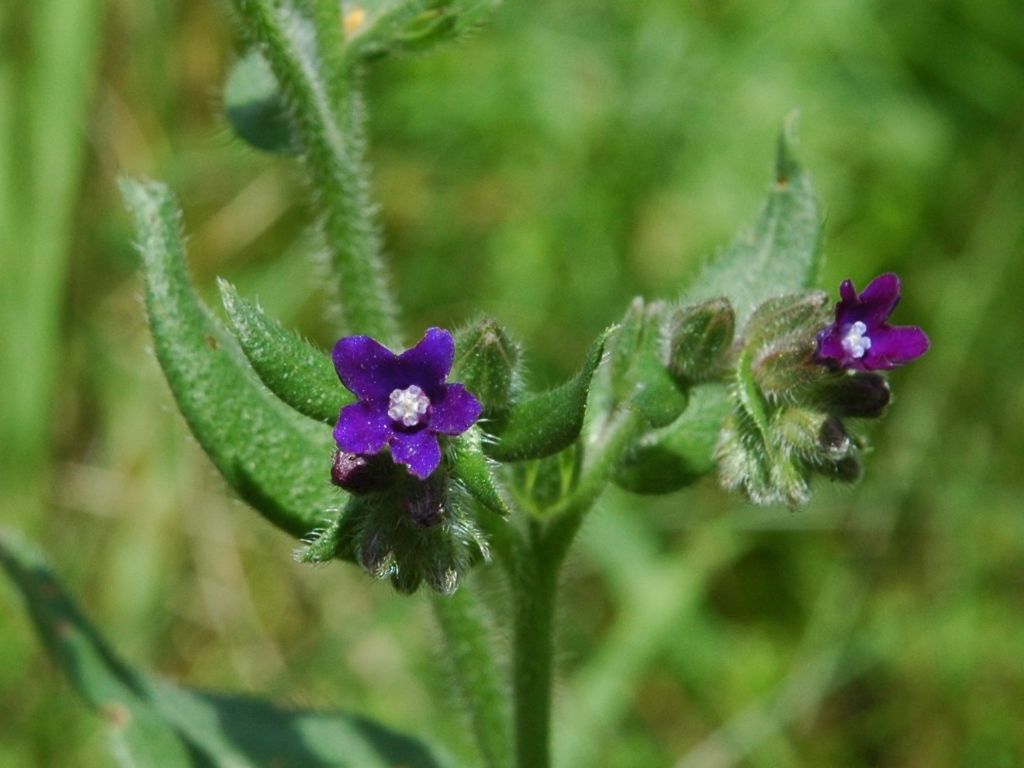 Anchusa officinalis / Buglossa comune
